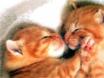 les chats amoureux